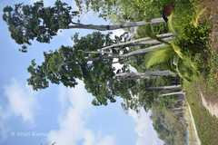 Manilkara littoralis